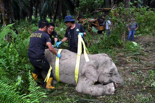 FEA01_06112019_GAJAH_BORNEO