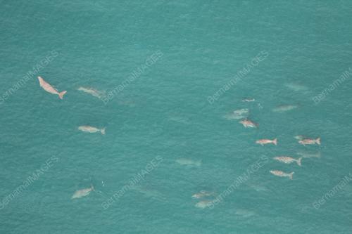 FEA01_07032015_DUGONG