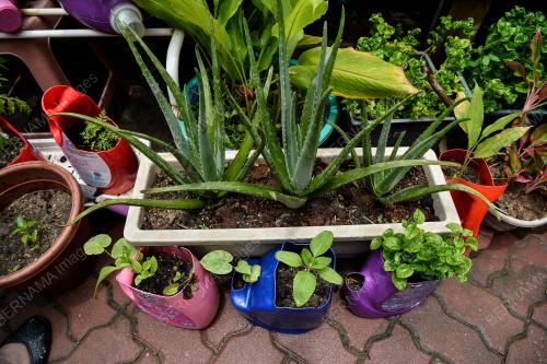 PROJEK KEBUN BANDAR DAMAI SARI DI PPR WANGSA SARI