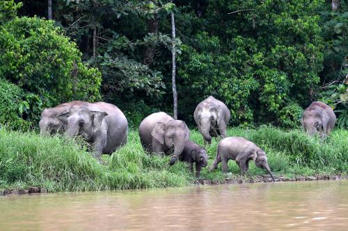 FEA01_08112019_GAJAH_BORNEO
