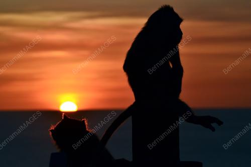 FEA01_10012012_BALI1