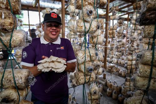 CENDAWAN TIRAM SUTERA