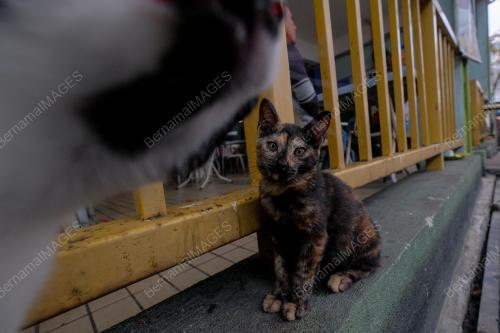 NASIB HAIWAN PELIHARAAN SEMASA PKP