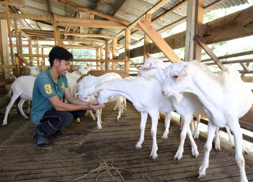 FEA01_14072019_KAMBING_HANDSOME