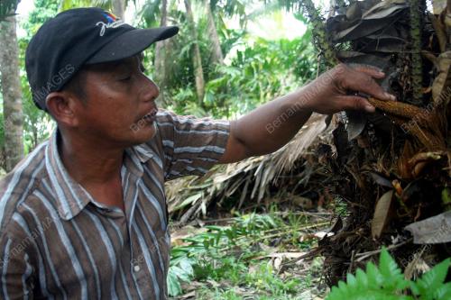 FEA01_15012012_SALAK