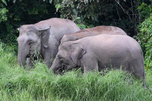 GAJAH PYGMY BORNEO