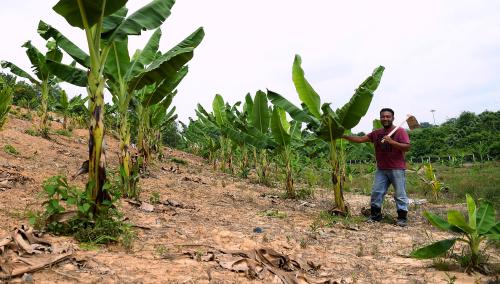 FEA01_16052019_KEBUN_PISANG
