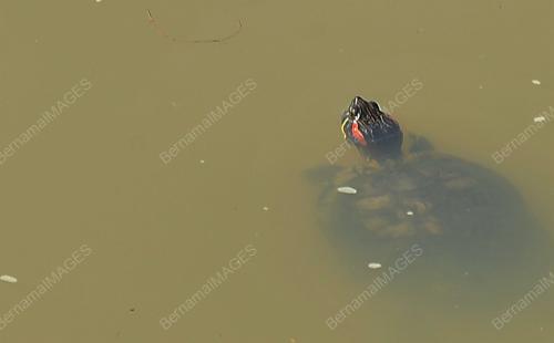 FEA01_19032017_HIDUPAN