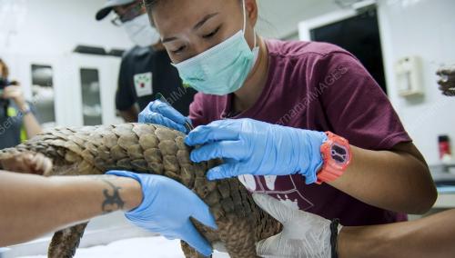 PANGOLIN AWARE