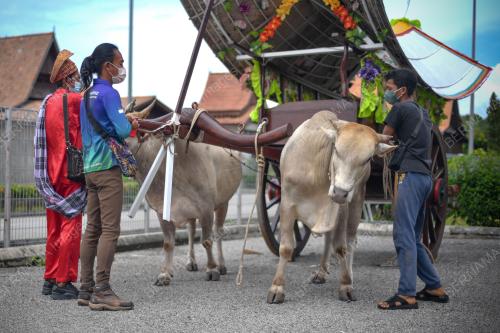 LEMBU PENARIK PEDATI
