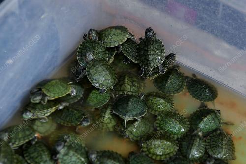 PASAR PUDU