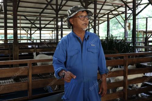 KAMBING_KATJANG