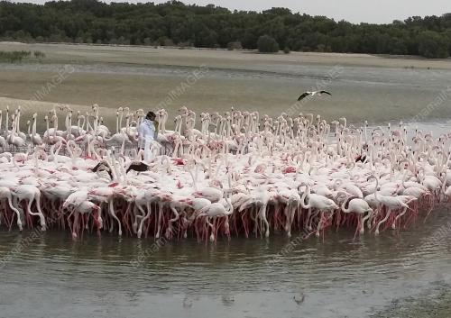 FEA01_24022015_FLAMINGO
