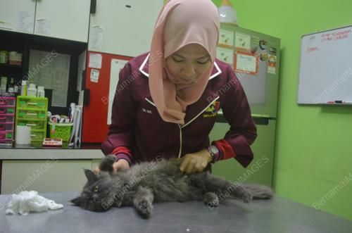 JUALAN UBAT VETERINAR DALAM TALIAN MEMBIMBANGKAN