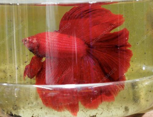 FEA01_28032012_IKAN_LAGA
