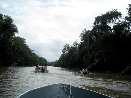FEA01_29012013_SUNGAI_KINABATANGAN