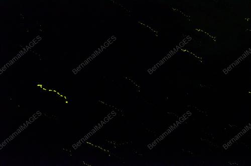 FEA01_30012012_KELIP-KELIP