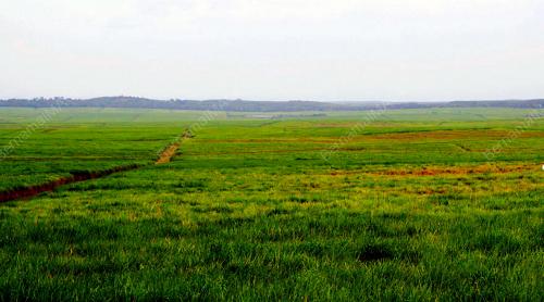 FEA01_31072014_LADANG