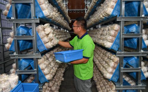 USAHAWAN CENDAWAN BOEY MUSHROOM