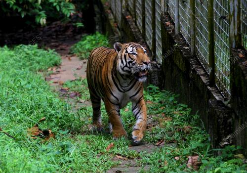 PENJAGA HARIMAU MALAYA DI NWRC