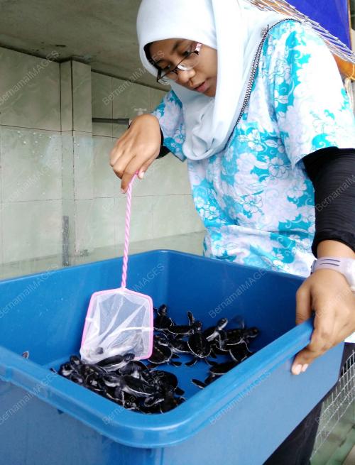FEA02_01122014_PENYU_HIJAU