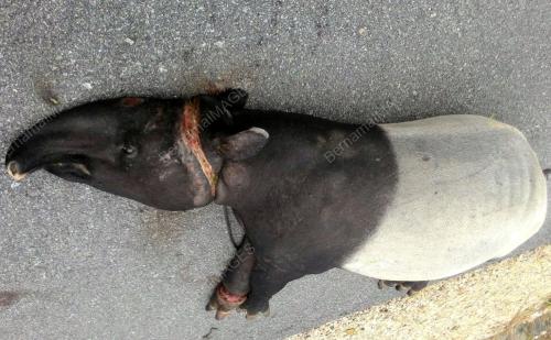 TAPIR TERANCAM