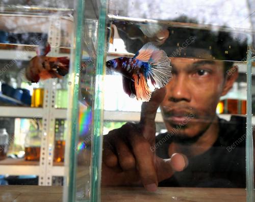 MOHD FAIZAL KHAMIS