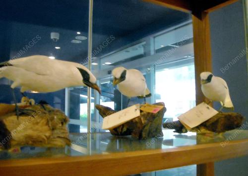 FEA02_05032013_BIRDS