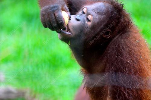 FEA02_05042013_ORANG_UTAN