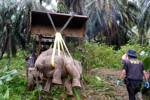 FEA02_06112019_GAJAH_BORNEO