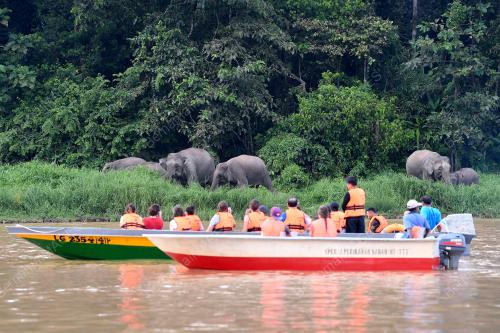 FEA02_08112019_GAJAH_BORNEO
