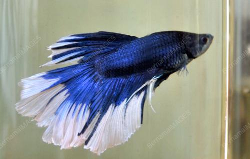 FEA02_10042012_IKAN_LAGA