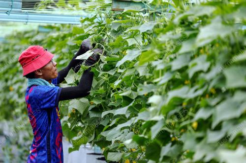 TANAM TIMUN SECARA FERTIGASI JANA PENDAPATAN