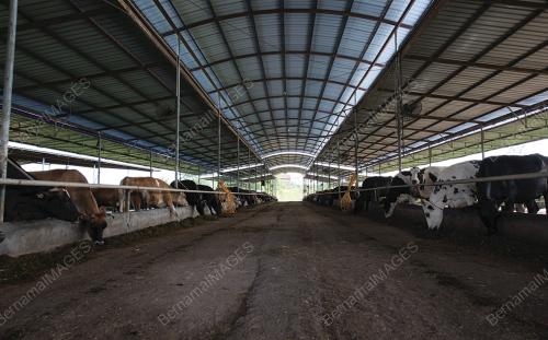 FEA02_10062016_LEMBU