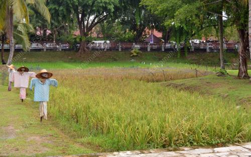 FEA02_13062012_LAMAN_PADI