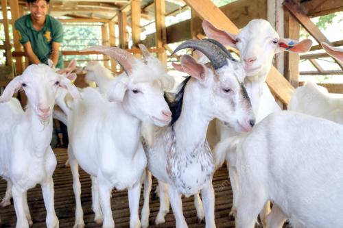 FEA02_14072019_KAMBING_HANDSOME