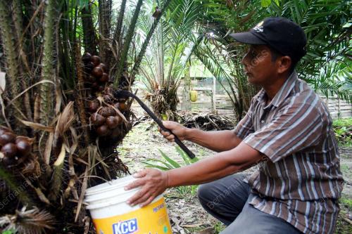 FEA02_15012012_SALAK