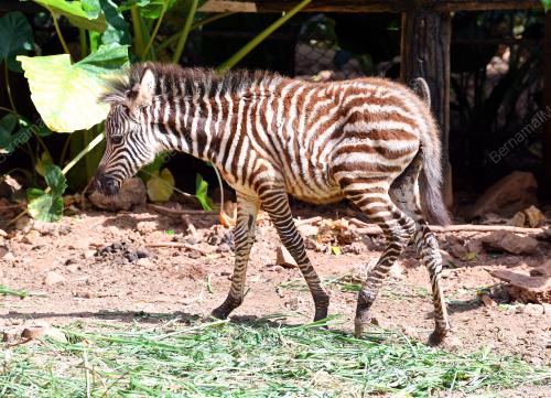 FEA02_16022018_KUDA_BELANG