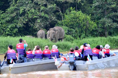 GAJAH PYGMY BORNEO