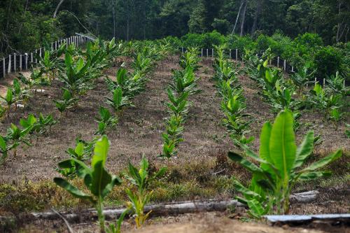 FEA02_16052019_KEBUN_PISANG