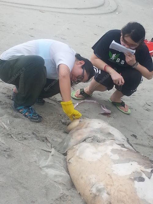 FEA02_19022016_DUGONG1