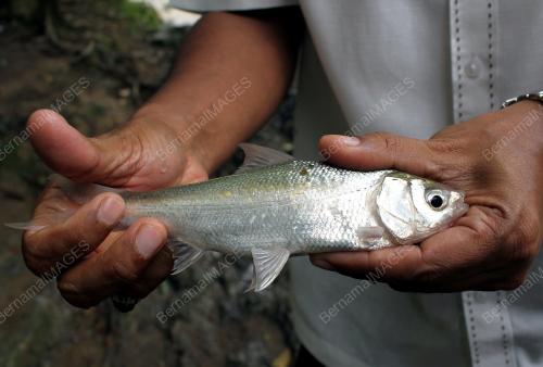 FEA02_21092015_IKAN_LOMA