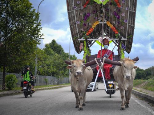 LEMBU PENARIK PEDATI