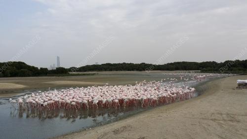 FEA02_24022015_FLAMINGO