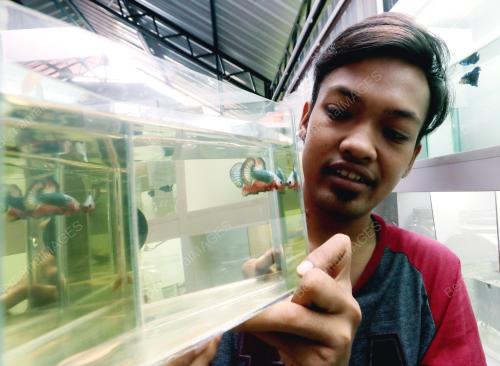 FEA02_26112018_IKAN_BETTA