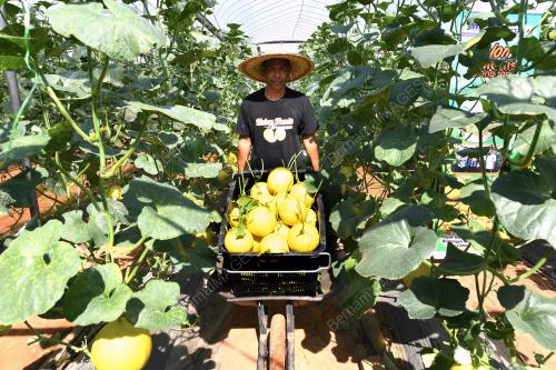 FEA02_30102017_MELON_MANIS