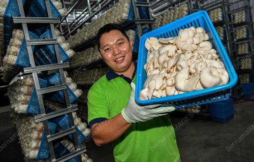 USAHAWAN CENDAWAN BOEY MUSHROOM