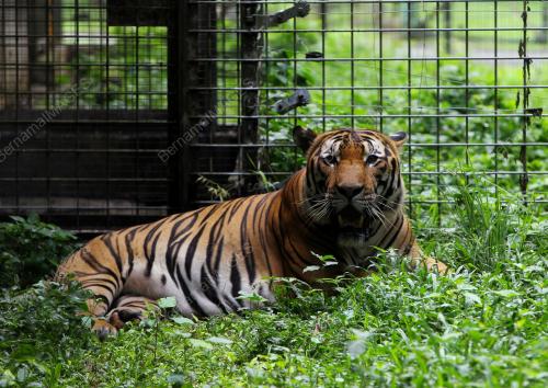 PENJAGA HARIMAU MALAYA DI NWRC