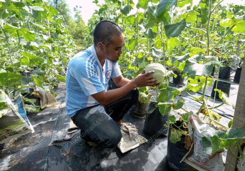 FEA03_03042019_PETANI