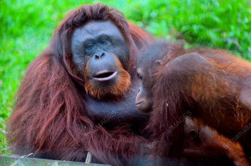 FEA03_05042013_ORANG_UTAN